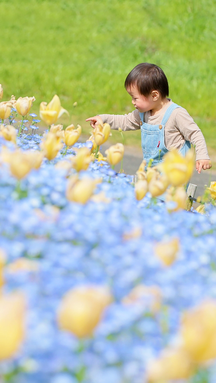 黄色と青の花畑を指差す小さな男の子